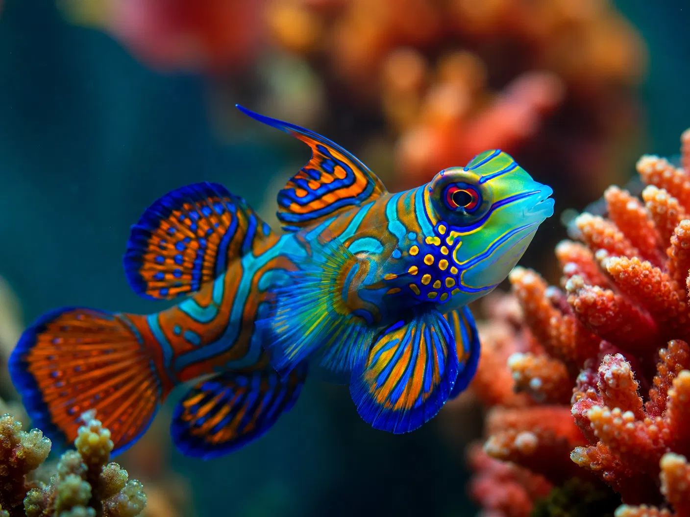 Tropical Fish & Aquatics