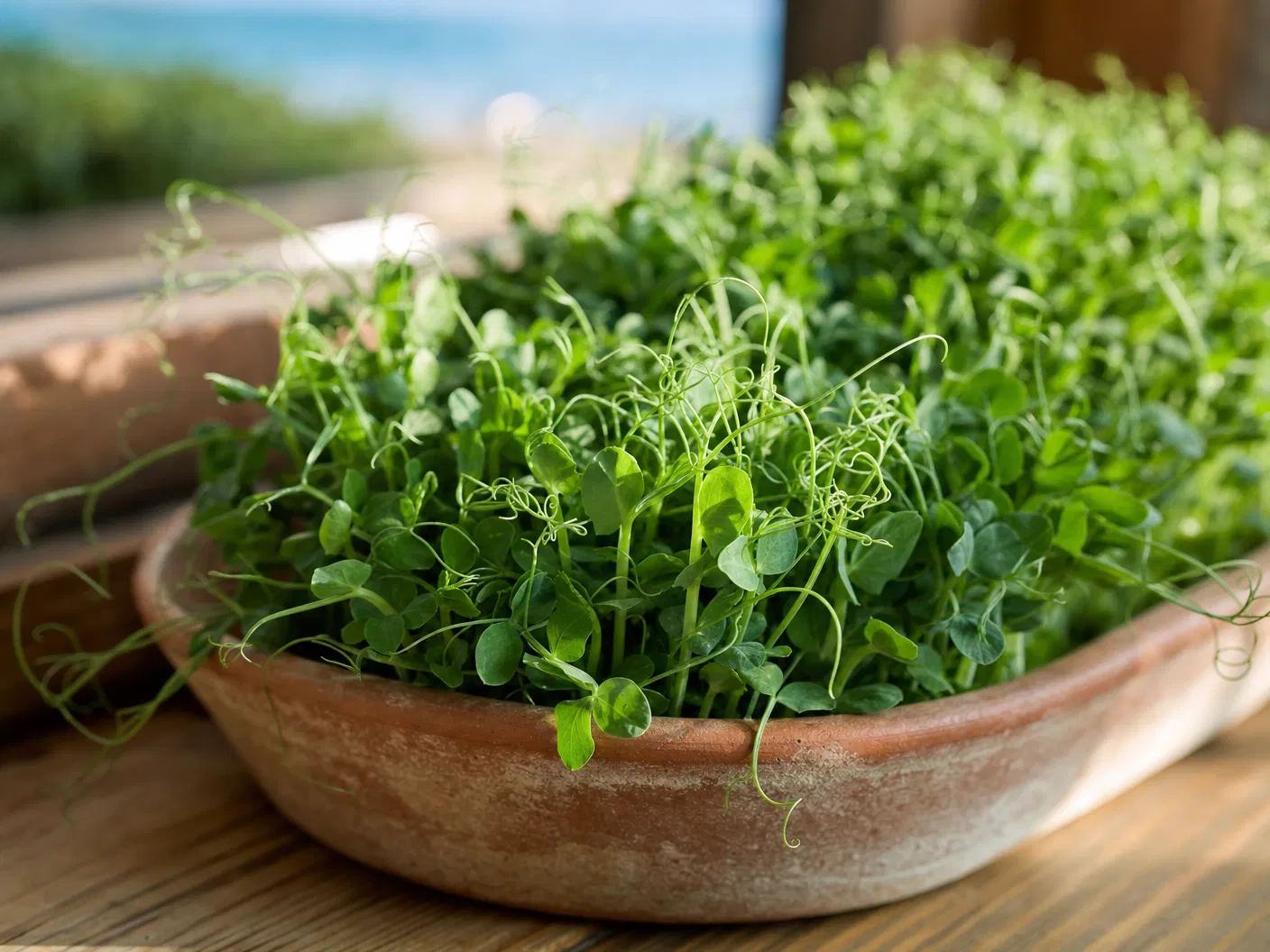 Pea Shoots