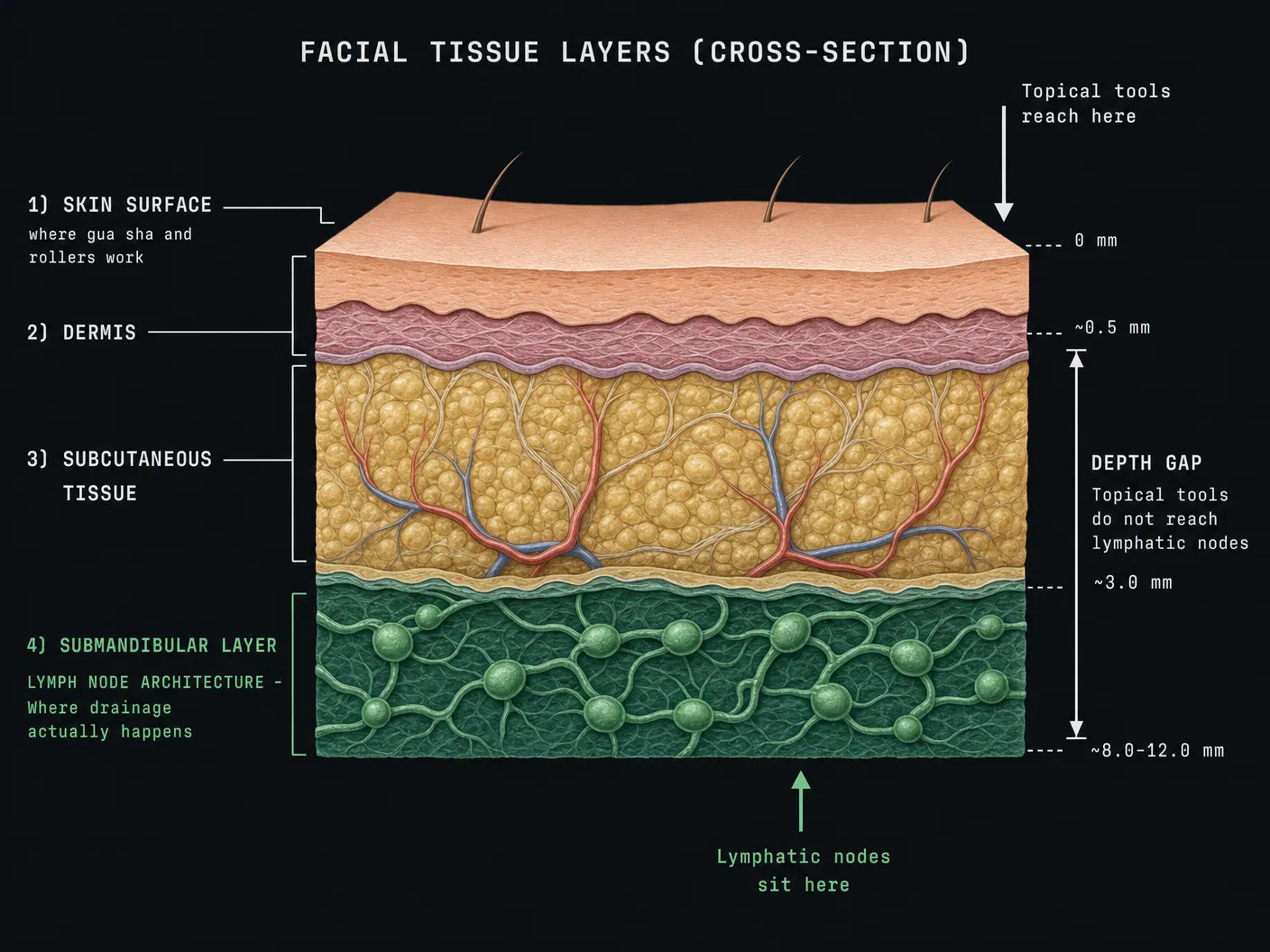Facial tissue layers cross-section
