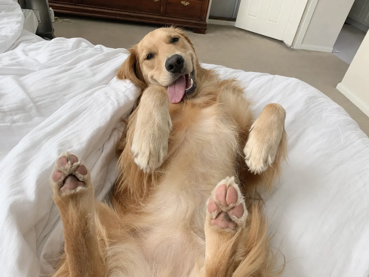 Golden retriever showing healthy paw pads