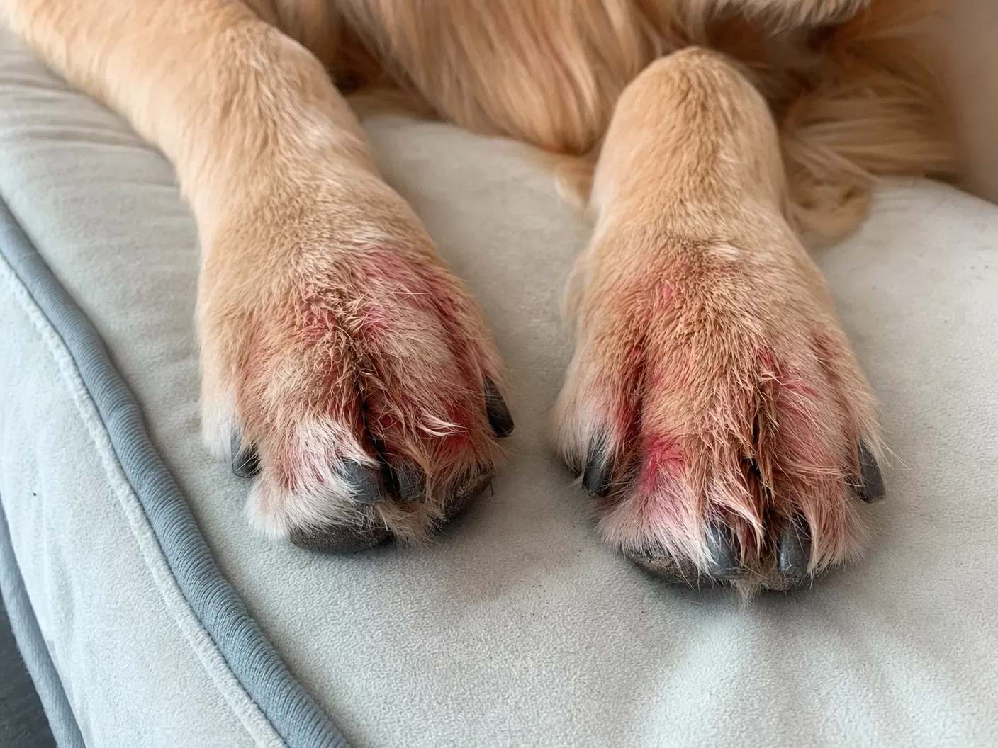 Inflamed red dog paws