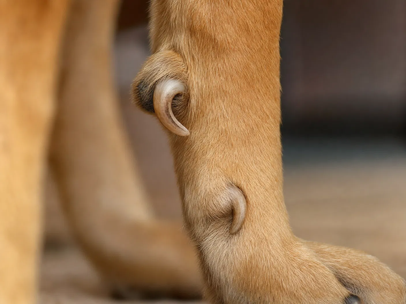 Close-up of an overgrown dewclaw curving inward