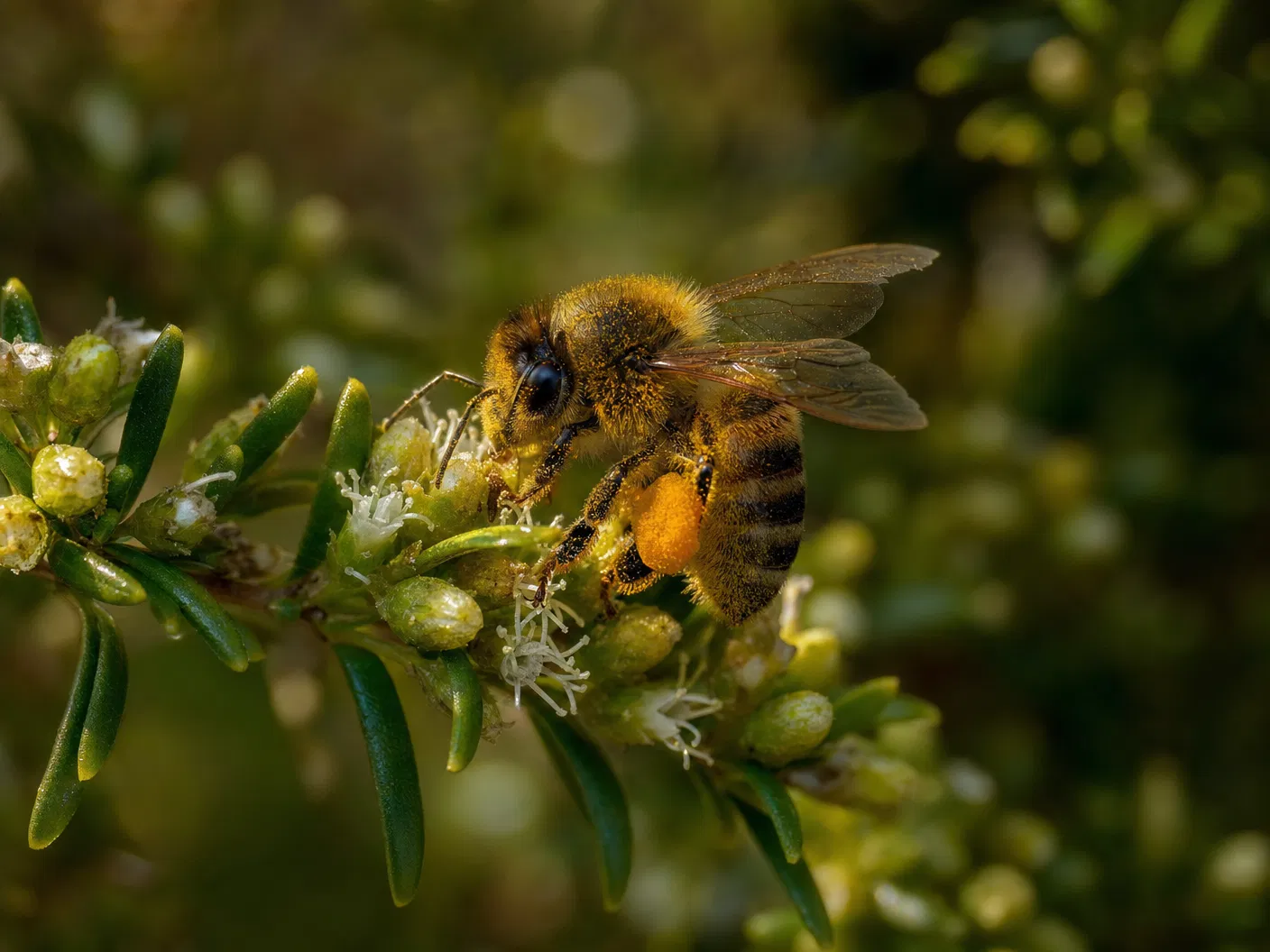 Honeybee on Baccharis dracunculifolia