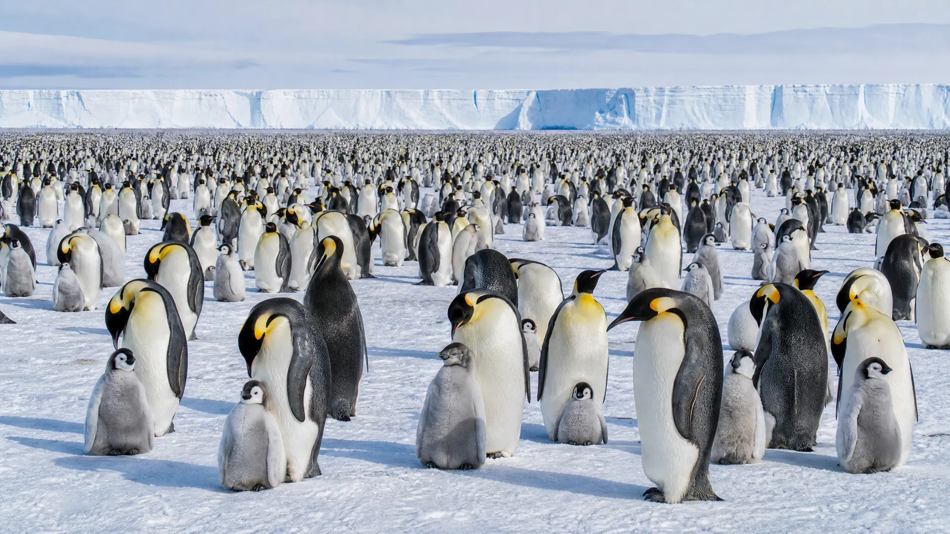 Antarctica: Emperor Penguins & Blue Ice 12