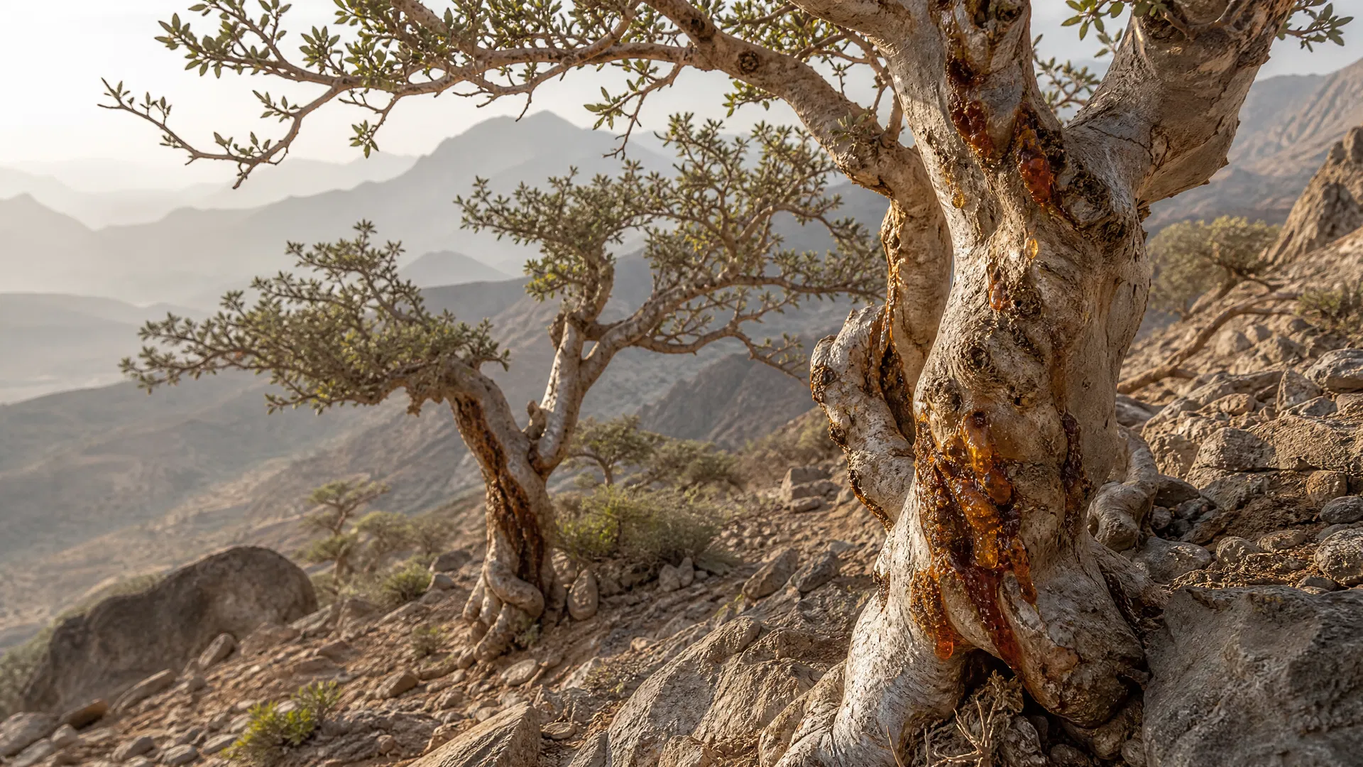 Treasures of Oman 12