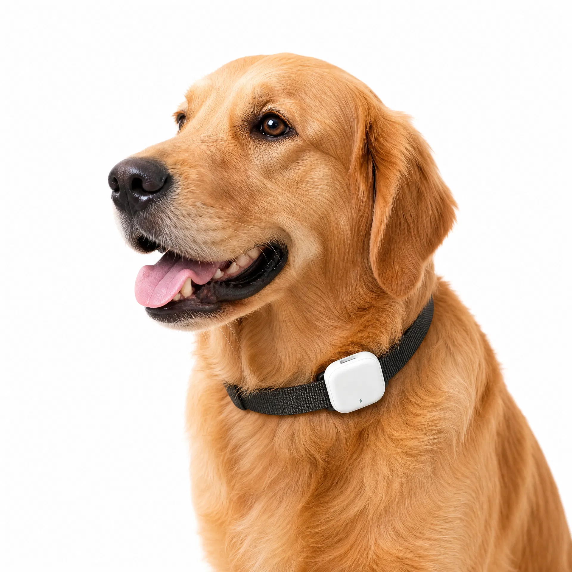Whistle Go Explore GPS Dog Tracker