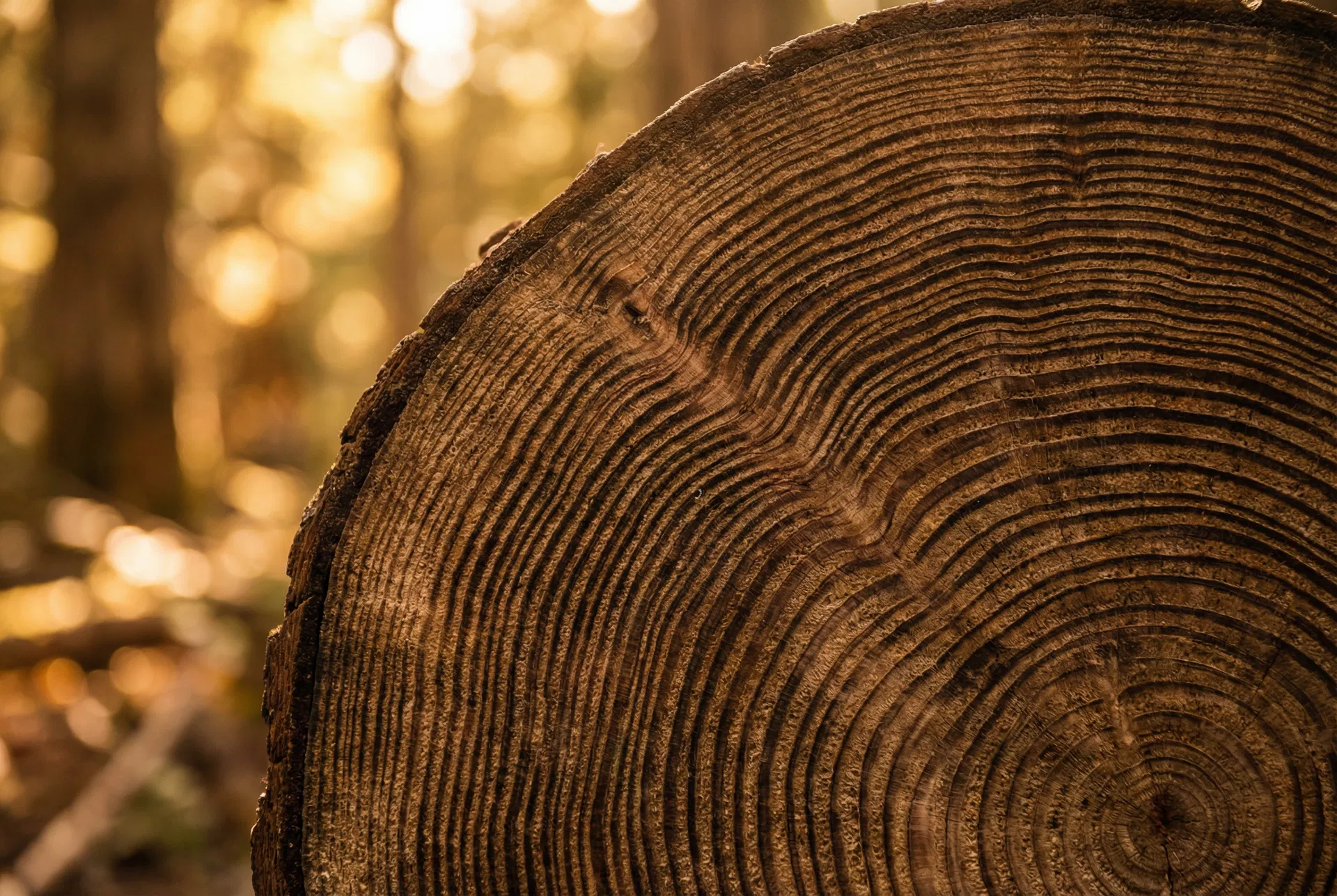 Tree rings — the inspiration behind ZESTCO