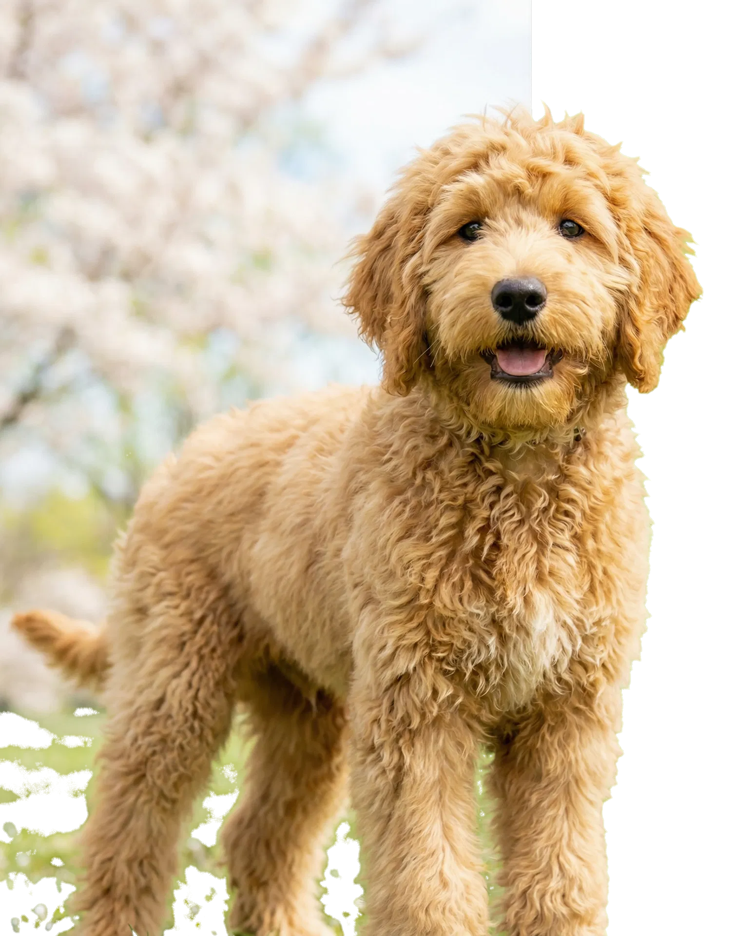 Happy dog outdoors in bright seasonal light