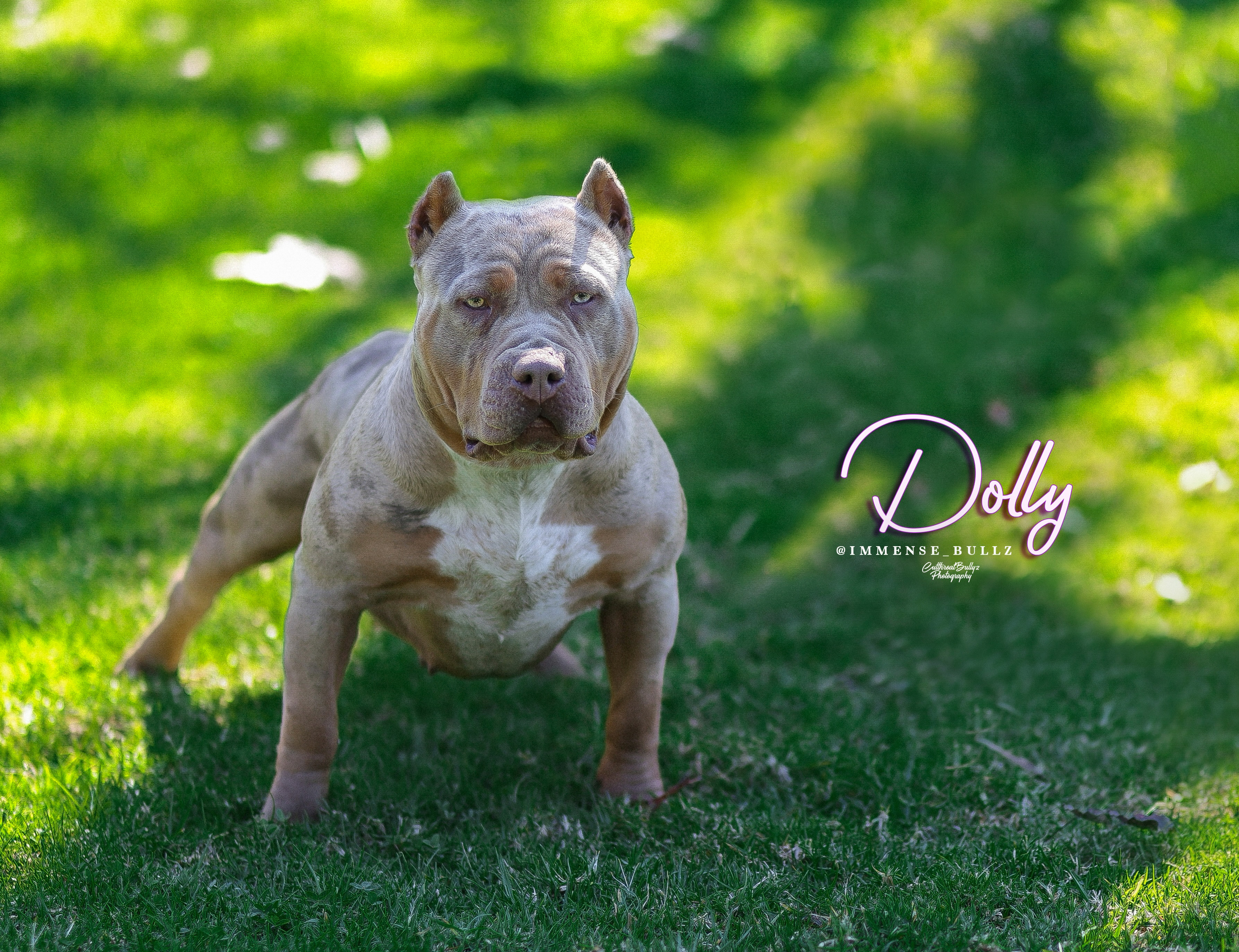 Immense Bullz Dolly