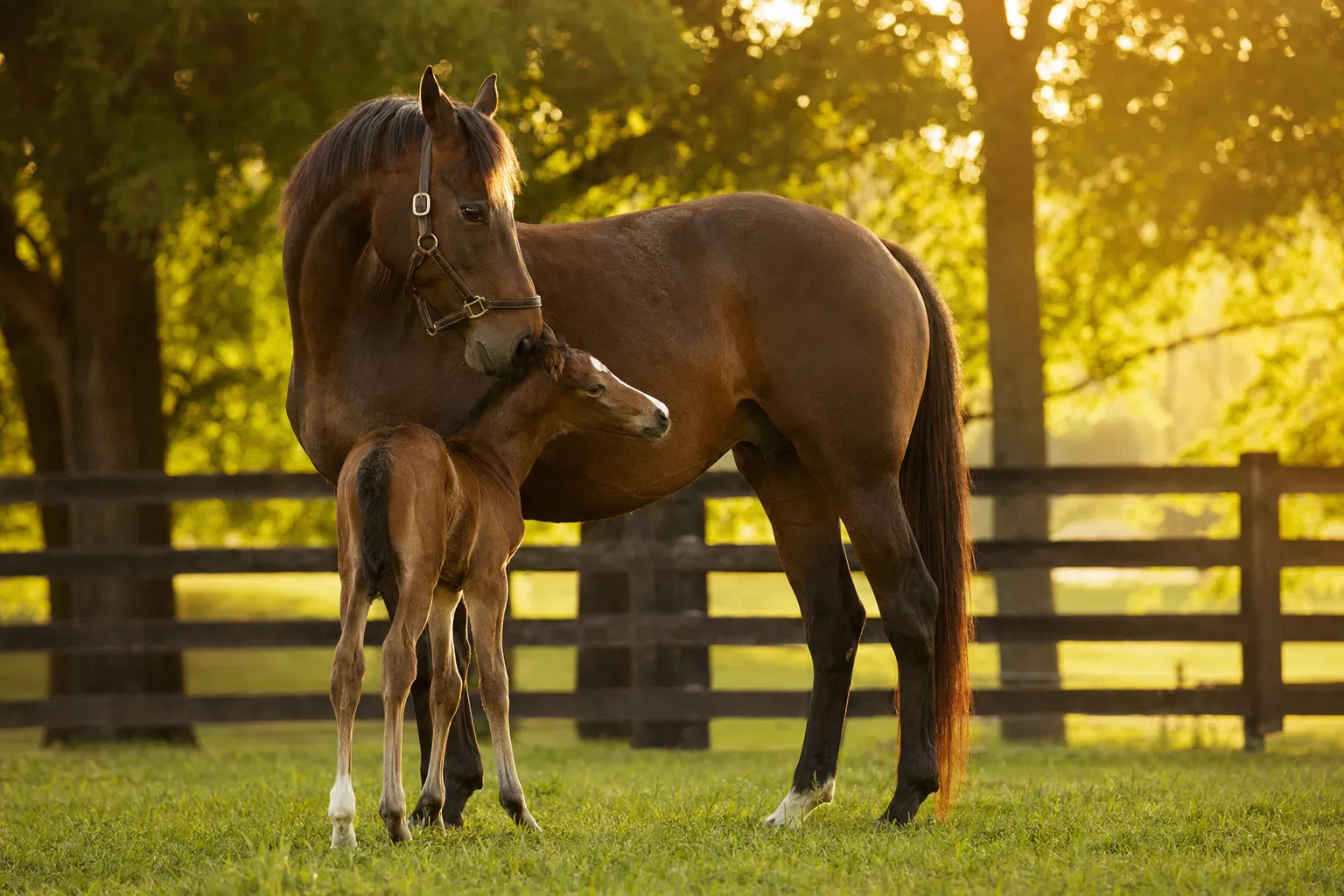 Breeders horse nutrition — GFS Stress Free Feed