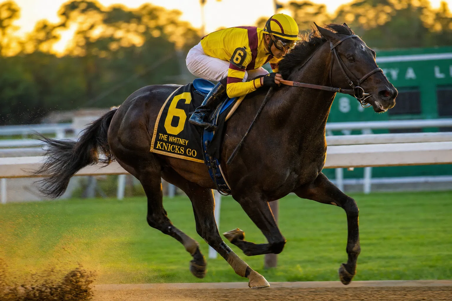 Racing horse nutrition — GFS Stress Free Feed