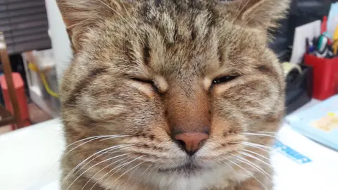 はるかぜポポポ