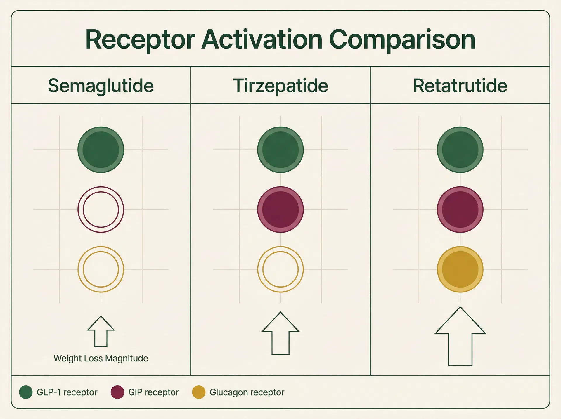 Receptor Activation Comparison: Semaglutide, Tirzepatide, and Retatrutide