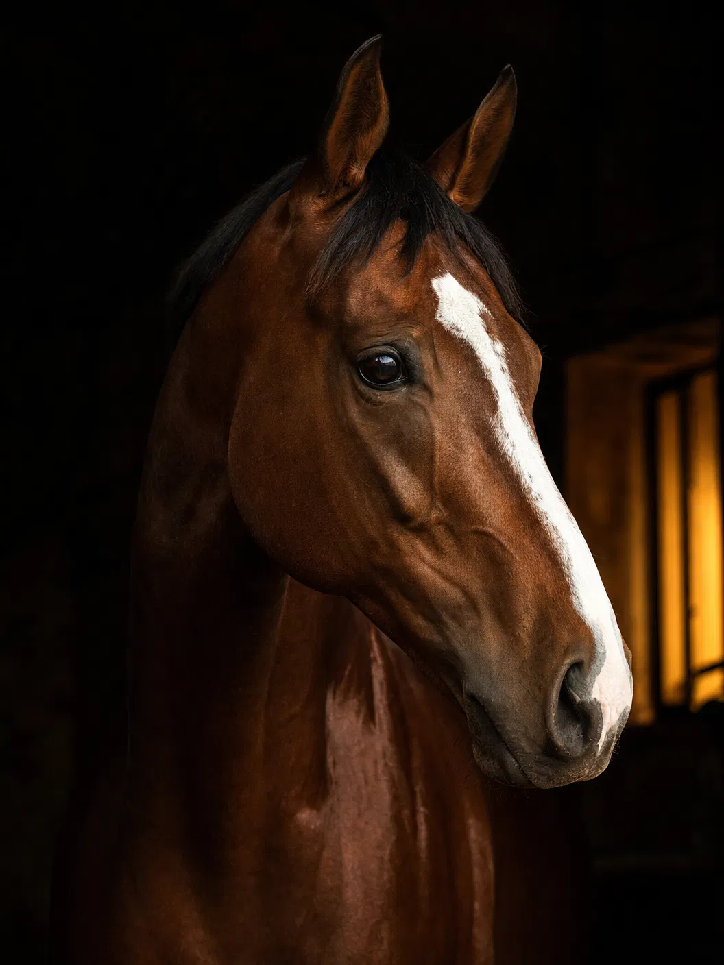 Champion horse portrait