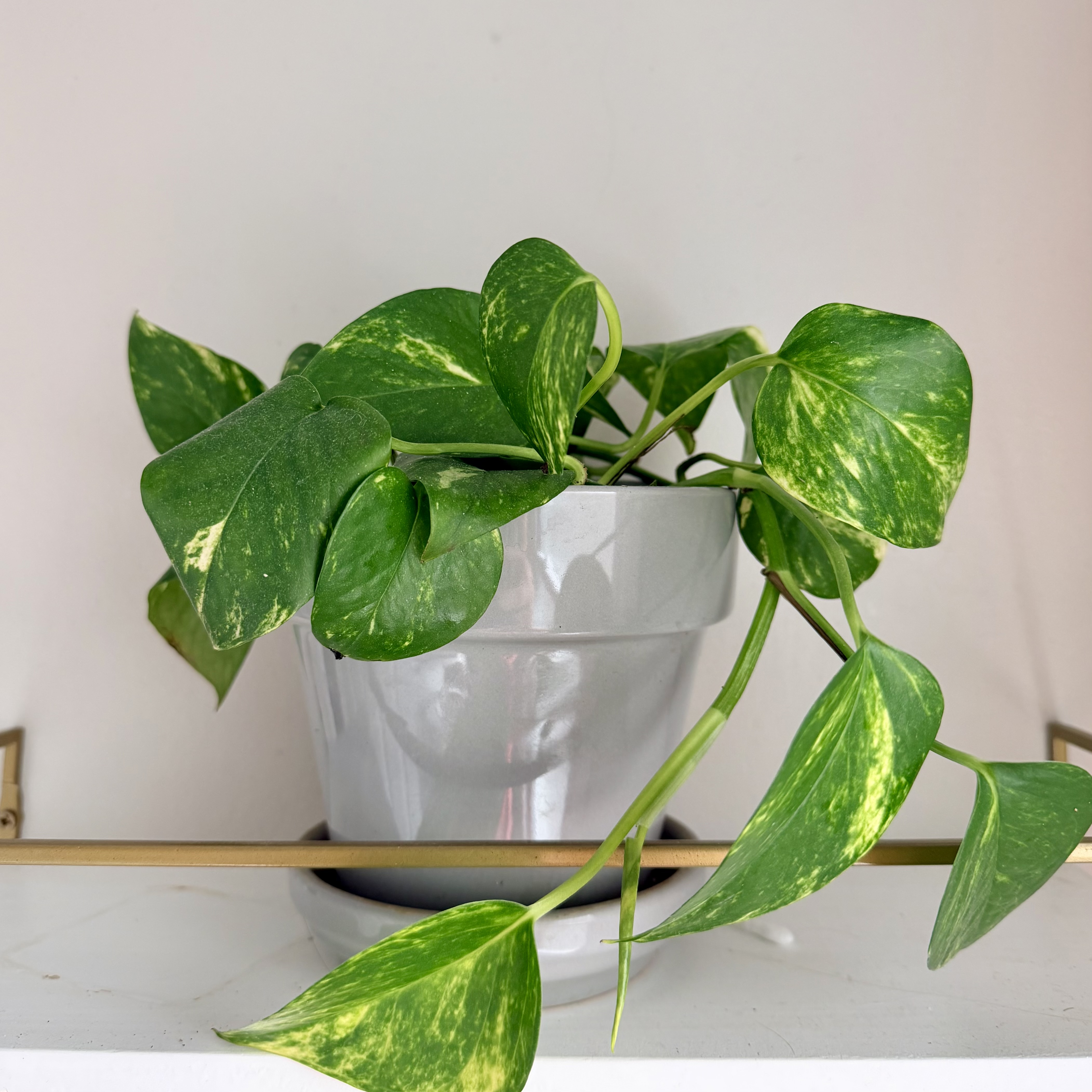 Golden Pothos, Devil's Ivy