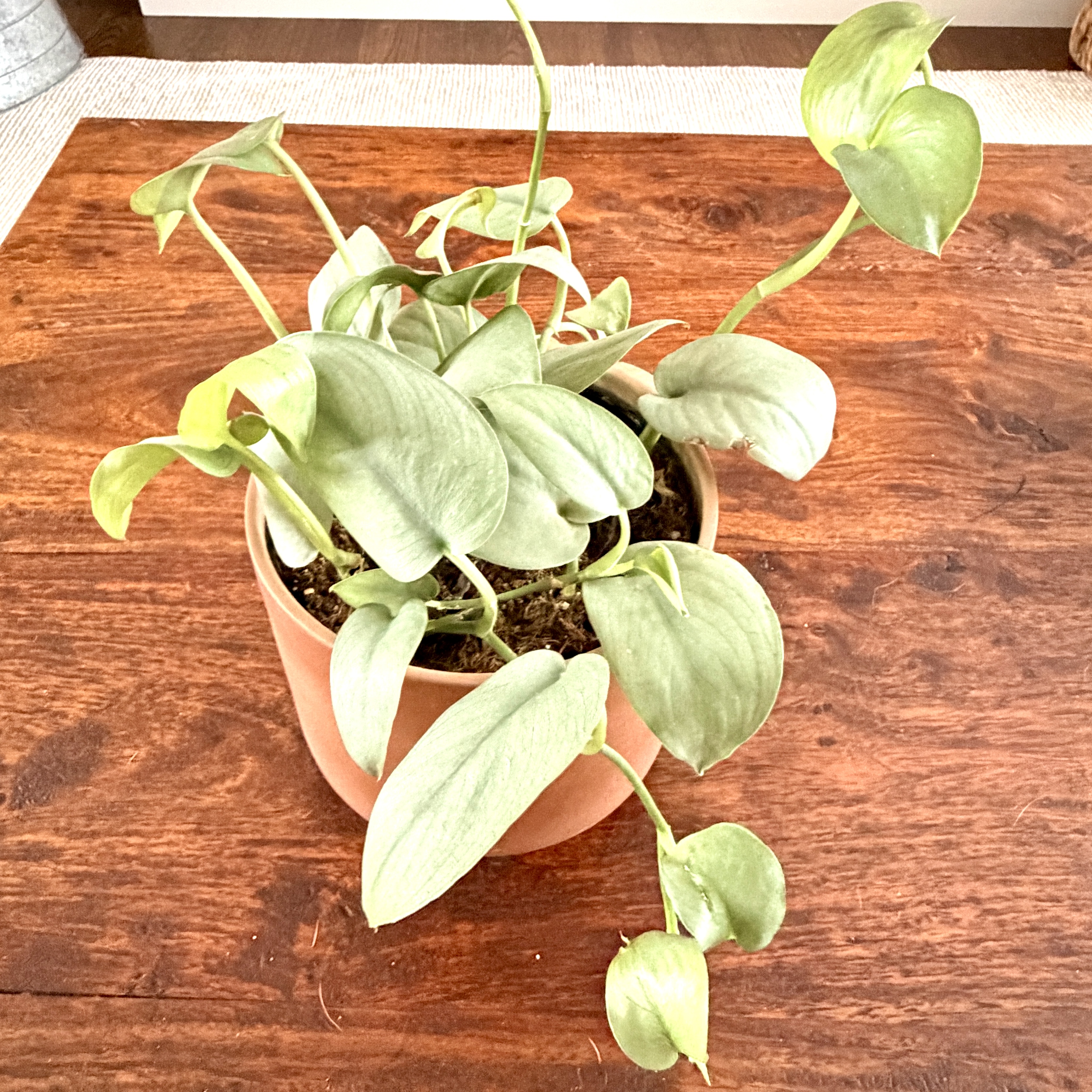 Moonlight Scindapsus, Sterling Silver Scindapsus