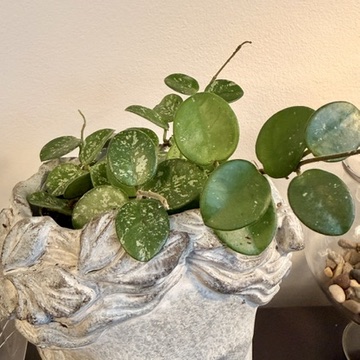 Fuzzy Leaf Hoya, Wax Leaf Hoya, Miniature Hoya