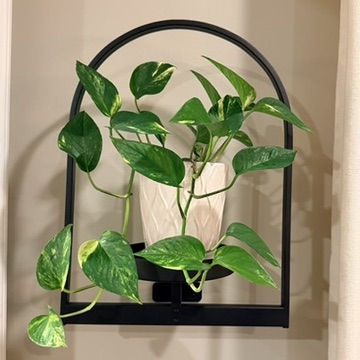 Pothos, Devil's Ivy