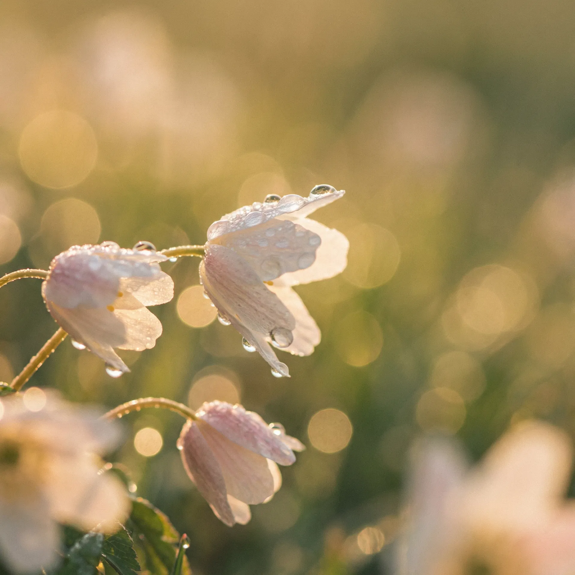 Morning dew on wildflowers