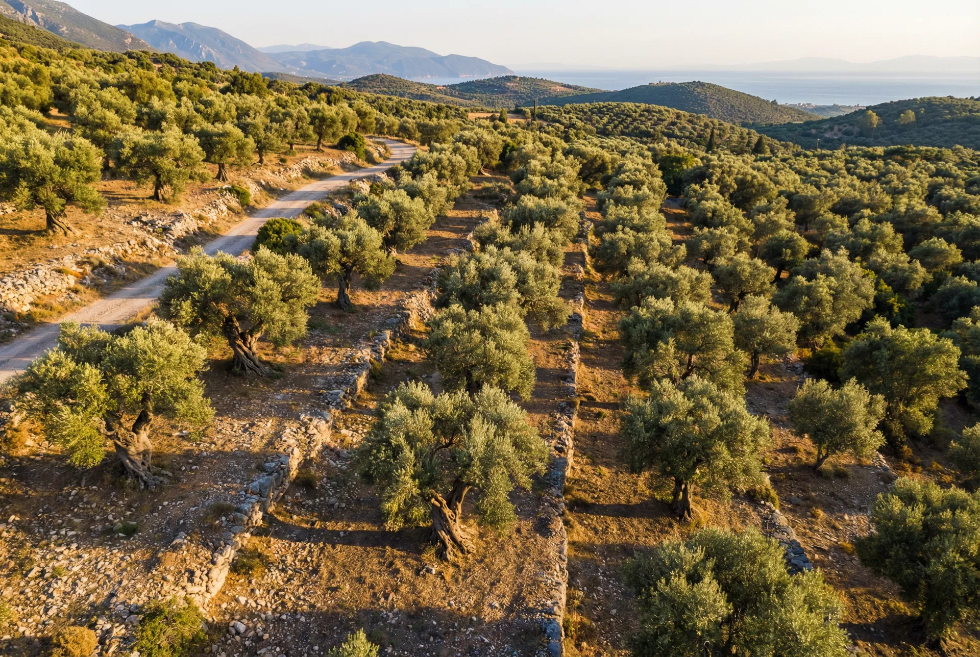 Kalamata olive groves
