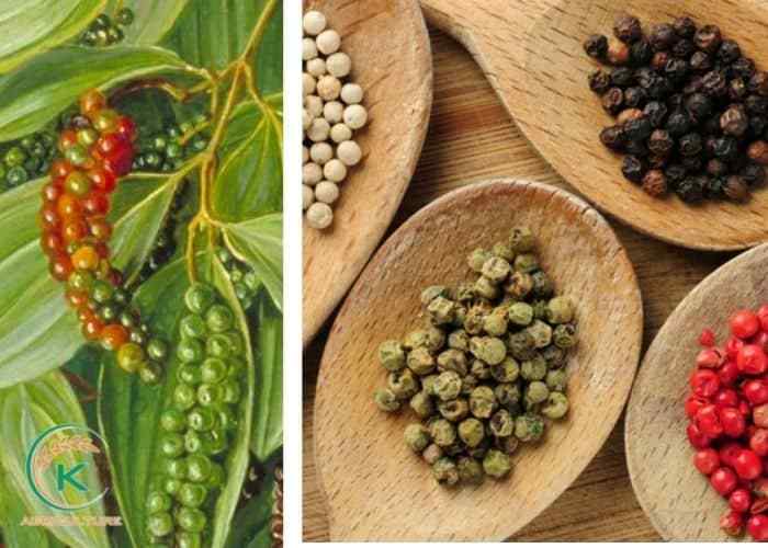 ベトナム、タイのコショウ市場でシェア99.6%を獲得、圧倒的な競争力を示す