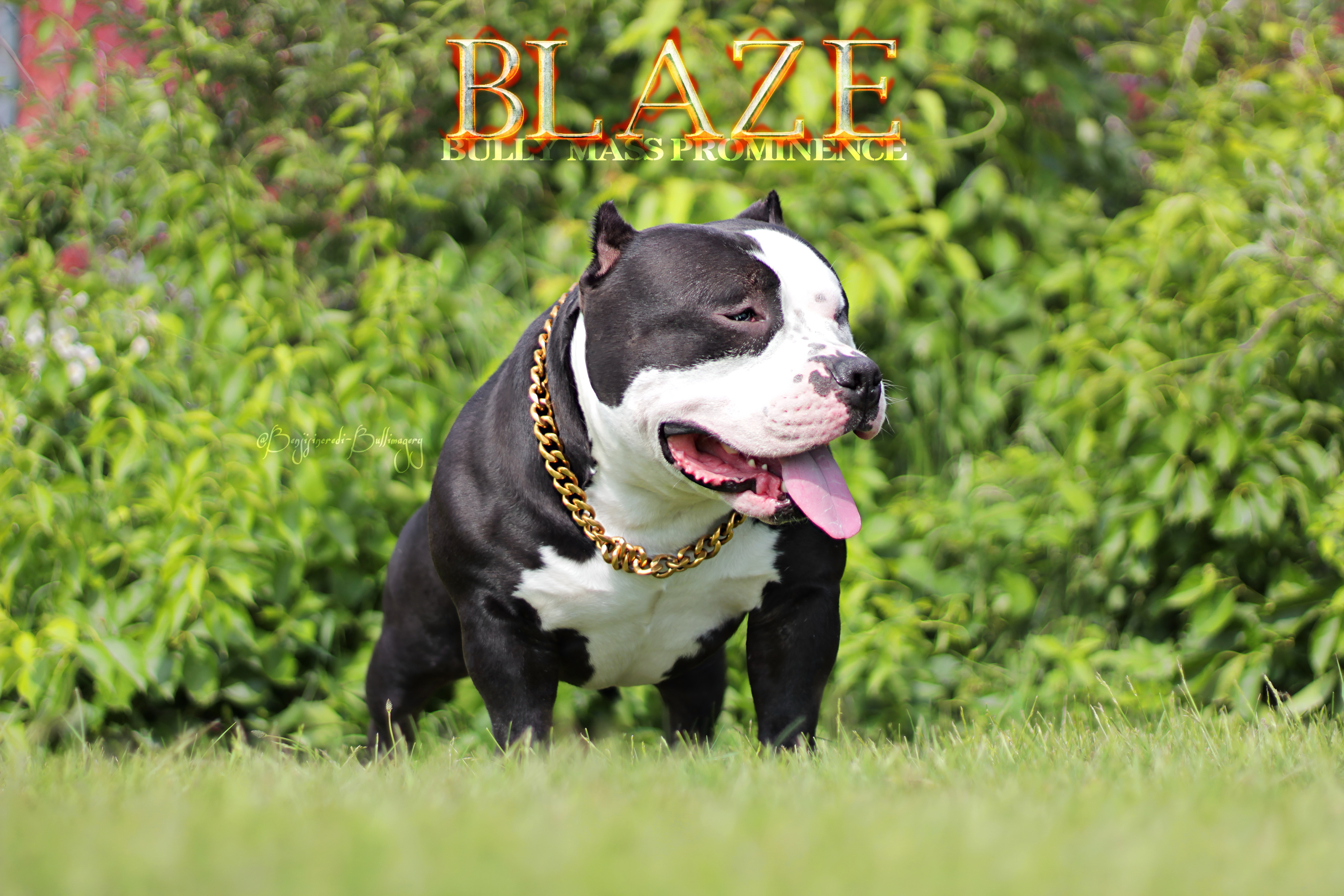 Blaze