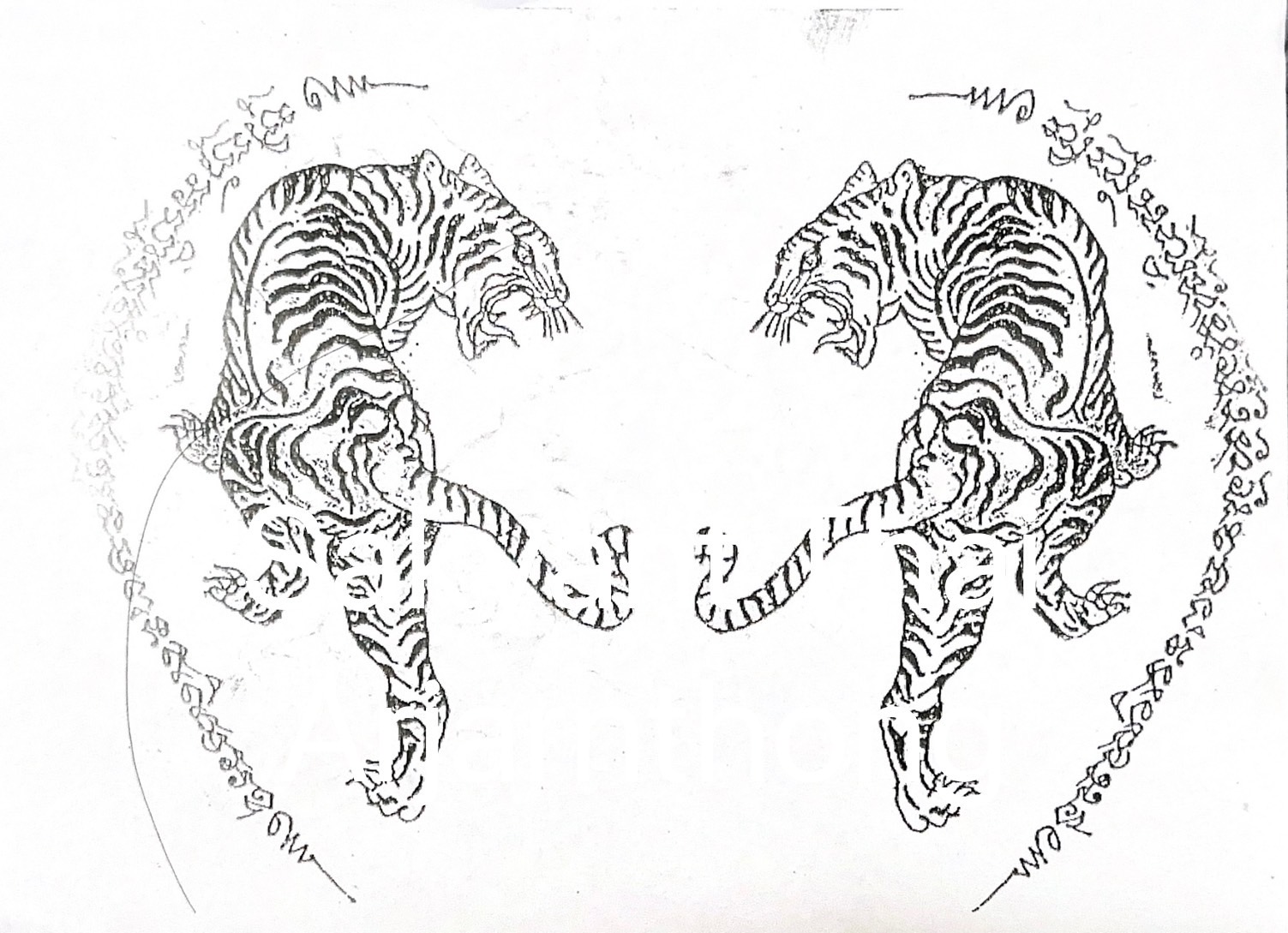 Tiger (Suea) Version 2